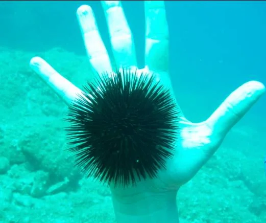 Kaptan Cousteau İstanbul'da