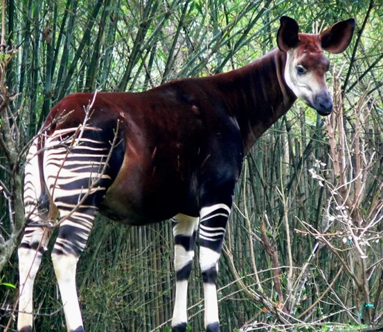 Okapi 50 yıl sonra ilkkez görüntülendi