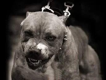 Pittbull yaşlı kadını parçaladı