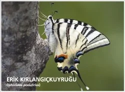 Türkiye'nin kelebek rehberi