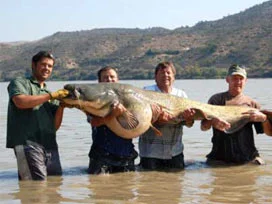 100 kg'lık balık şok etti
