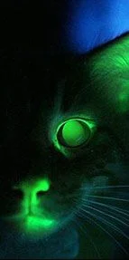 Bilim'den parıldayan kedi