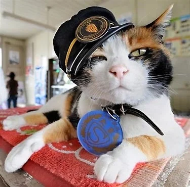 Bu kedi için 55 bin kişi istasyona geldi