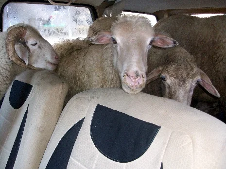 Bunlar da 4x4 koyunlar!