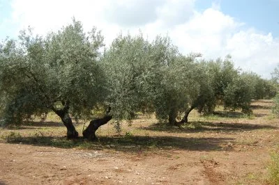İsrail Filistinliler'in ağaçlarını kesiyor