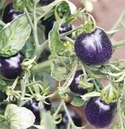 Kansere karşı 'mor domates'