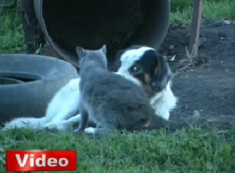 Köpek ve kedinin akıl almaz dostluğu