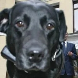 Putin köpeğini uydudan izleyecek