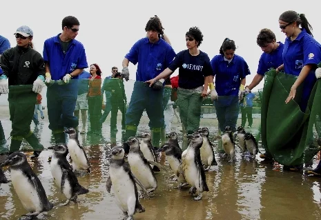 Şaşkın penguenler Rio plajına çıktı
