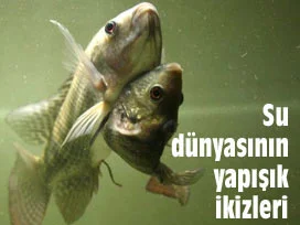 Sular aleminin yapışık ikizleri