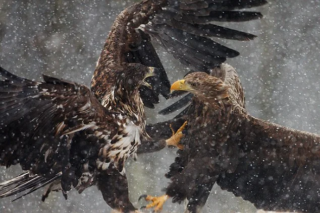 Yılın en iyi Vahşi doğa fotğrafları / FOTO