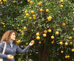 15 metrelik portakal ağacı bulundu