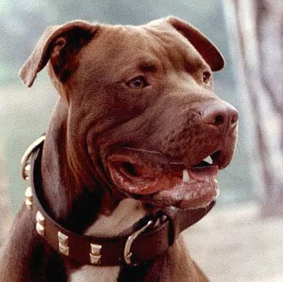 Kütahya'da pitbull hırsızlığı