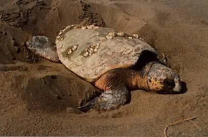 Sahilde ölü Caretta Caretta bulundu