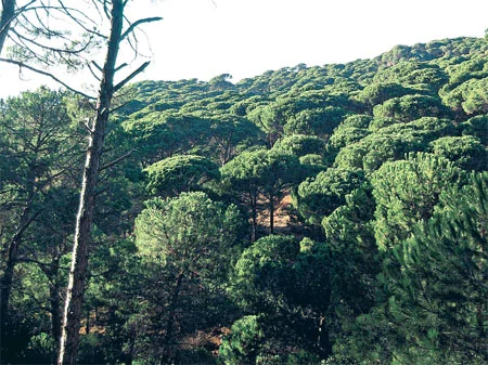 Sığla ormanları koruma altına alındı