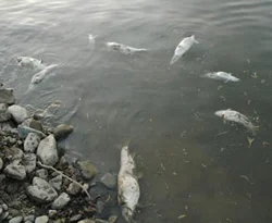 Zehirle balık avlamışlar!