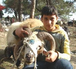 4 boynuzlu kurbanlık ucuza gitti!