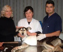 Balıkesir'de maganda kurbanı köpek!