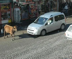 Başıboş inek ortalığı karıştırdı