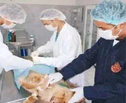 Beş yılda 18 bin hayvan kısırlaştırıldı