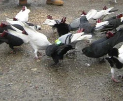 Bu da güvercin orkestrası