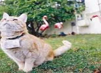 Bu kedi günde 400 fotoğraf çekiyor