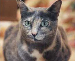 Danimarka'da bir kedi, sahibini kurtardı