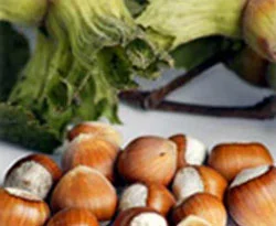 Fındıkta müjdeli haber