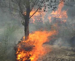 Hatay?da orman yangınları sürüyor