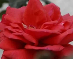 İsrail kıyımını canlı şahitler anlatıyor