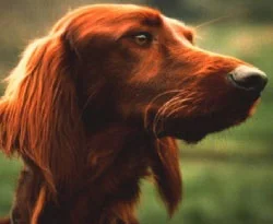 Köpeklerin kıskançlığı kanıtlandı