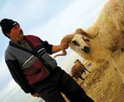 Kurban etinden sucuk, döner kebap tarifi