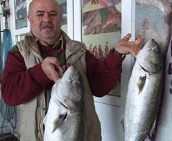 Marmara'da kofana avı başladı