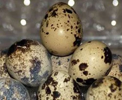 Öksürük, astım ve bronşite karşı!