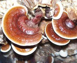 Ölümsüzlük mantarının seri üretimi başladı