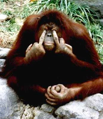 Orangutanlar alışveriş yapıyor