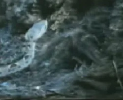 Tarantula mı, yılan mı?/VİDEO