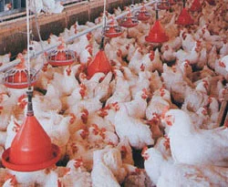 Tavuk ithali yasağının kaldırılmasına red