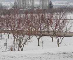 Üreticiye 'don' uyarısı