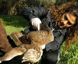 Vurulan şahin doğa severler ayağa kaldırdı