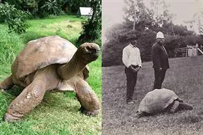 Yaşayan en yaşlı canlının asırlık fotoğrafı