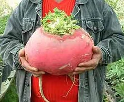 3 kiloluk turp görenleri şaşırtıyor