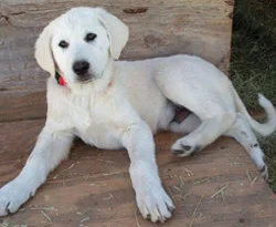 Akbaş köpeğini koruma projesi