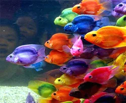 Balık bağırsağı dengeyi koruyor
