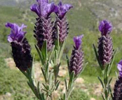 Baş ağrısı ve uykusuzluğun çaresi