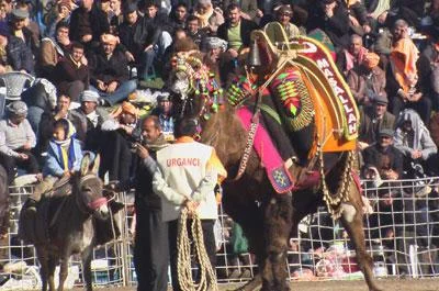 Deve güreşi festivaline yoğun ilgi