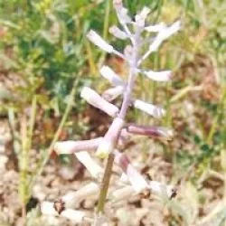Keşfettiği sümbüle hocasının adını verdi