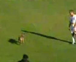 Köpek futbol sahasına girerse / VİDEO