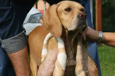 Köpek, koltuk değeneğiyle hayata döndü