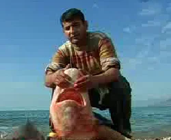 Sahili köpekbalığı sardı! / VİDEO